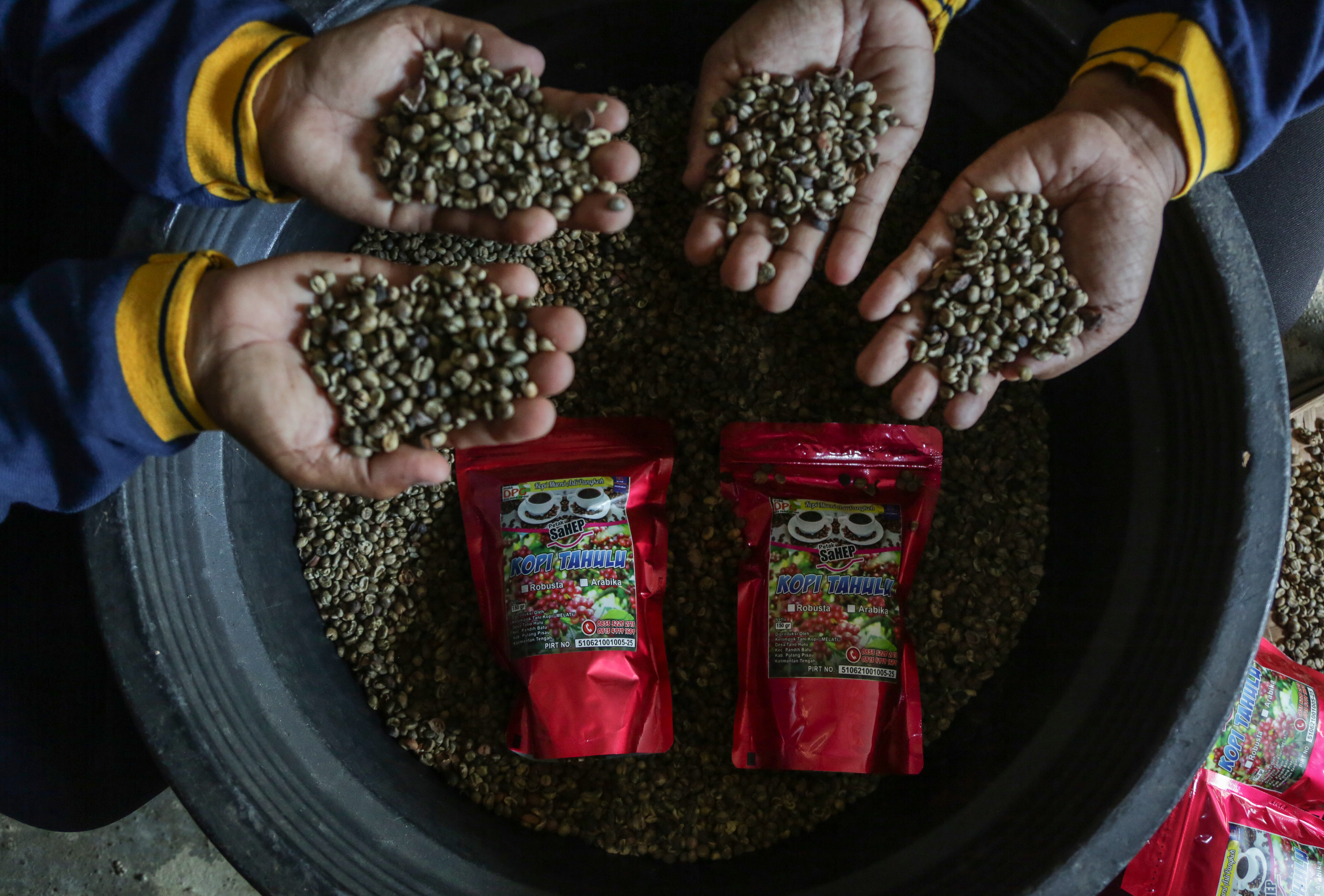 Kopi Tahulu jenis liberika dikembangkan di lahan gambut di Desa Talio Hulu, Kabupaten Pulang Pisau, Kalimantan Tengah 
