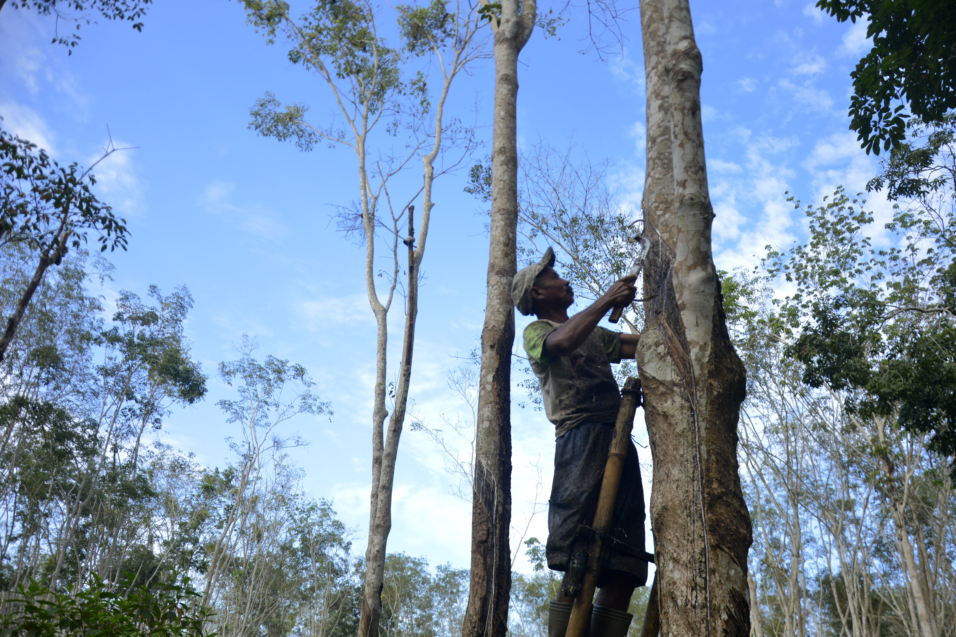 Pekerja sedang menyadap pohon karet di kawasan kebun karet Jawi jawi,  di Bulukumba, Sulawesi Selatan.