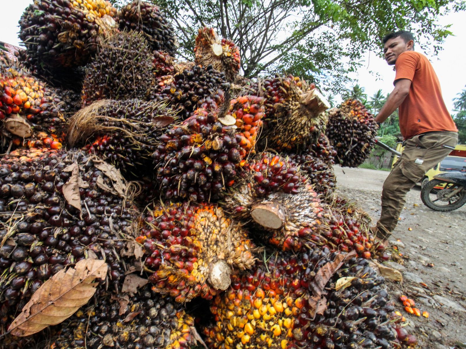 Pemerintah Komitmen Perkuat Hilirisasi Sawit