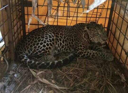 Warga Dusun/Desa Cikupa, Kecamatan Lumbung, Kabupaten Ciamis, menangkap seekor macan tutul Jawa atau (Panthera Pardus) beberapa waktu lalu.