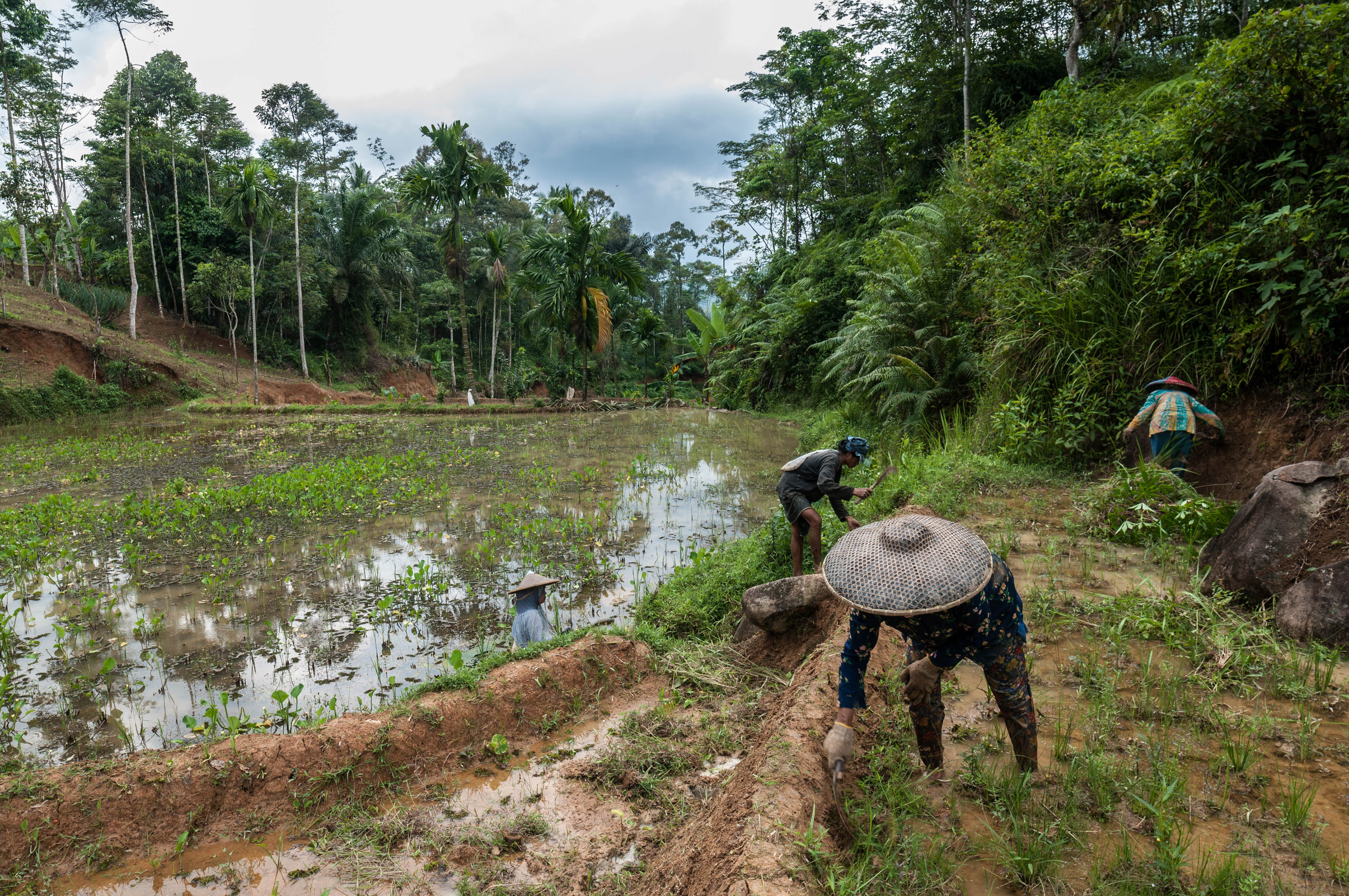 Mentan Syahrul Wanti-Wanti Pemda Jaga Kondisi Pangan saat Perubahan Iklim