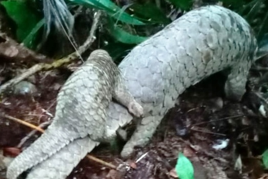 Satu induk trenggiling dan anaknya saat dilepasliarkan di Taman Wisata Alam Sibolangit, Sumatra Utara. (BBKSDA Sumut)