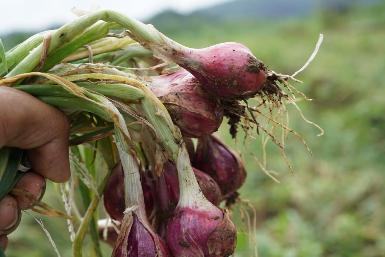 Budi daya bawang merah pada musim hujan memiliki tantangan tersendiri.