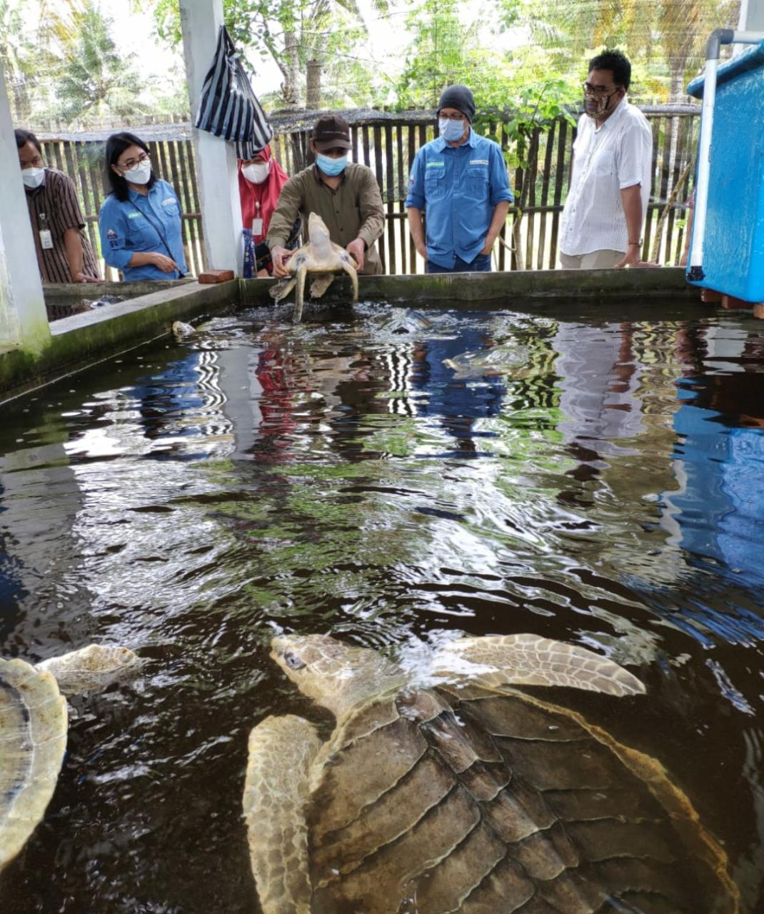 Konservasi penyu di Kebumen.