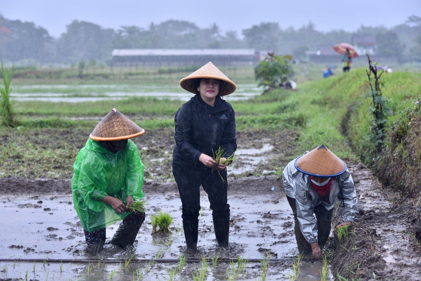 Ketua DPR RI Puan Maharani menanam padi di wilayah persawahan Sendangmulyo, Sleman, Daerah Istimewa Yogyakarta. 
