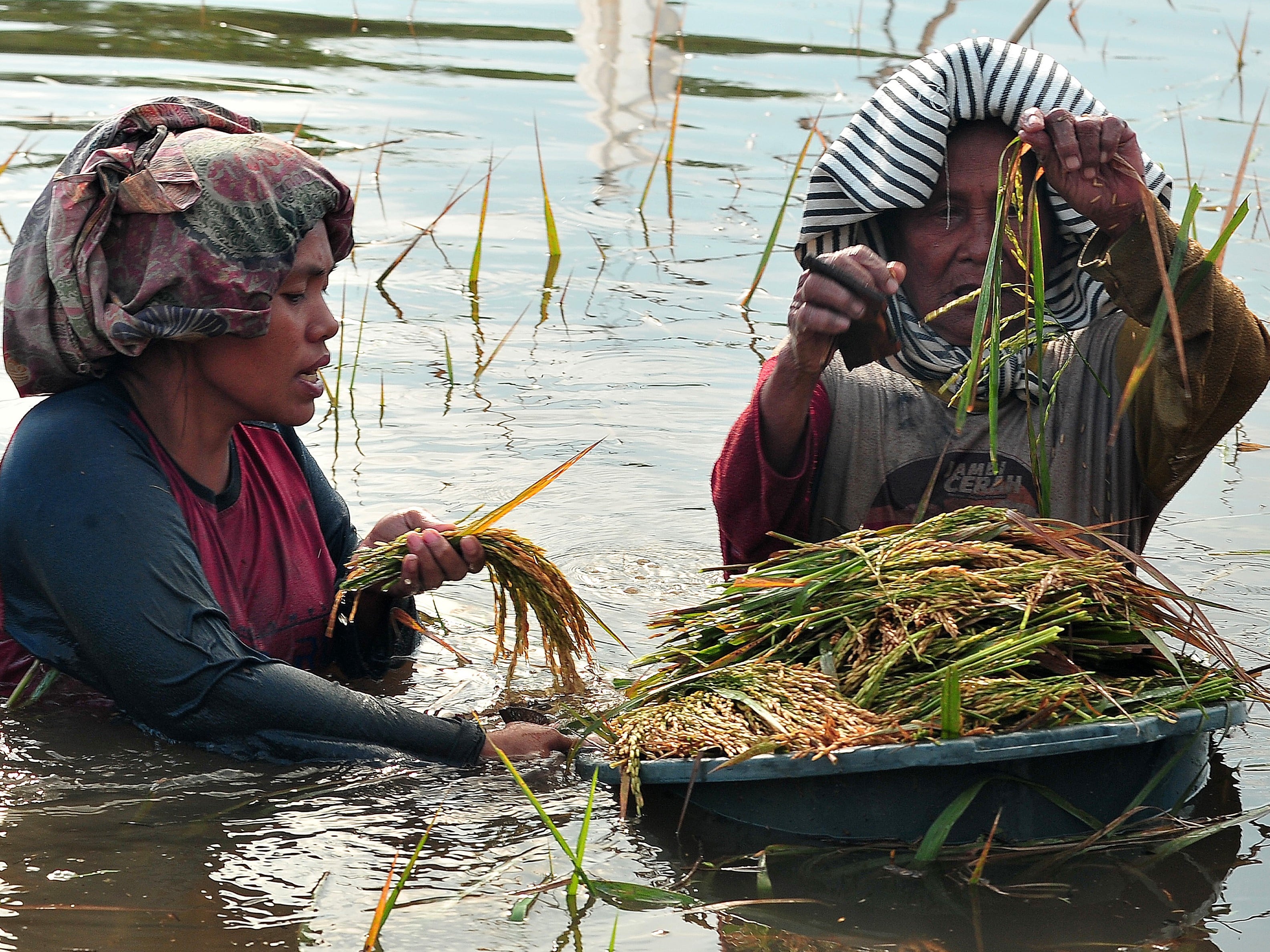 Petani memanen dini padi di sawah yang terendam banjir luapan Sungai Batanghari di Sarang Burung, Jambi Luar Kota, Muarojambi, Jambi.
