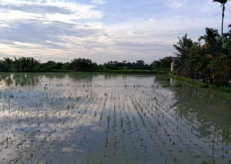 Sawah tergenang.