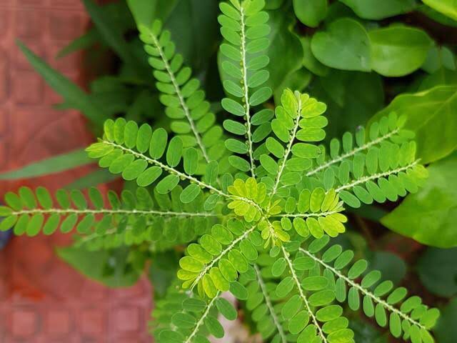 Meniran, salah satu herbal dan tanaman obat yang banyak tumbuh di Tanah Air