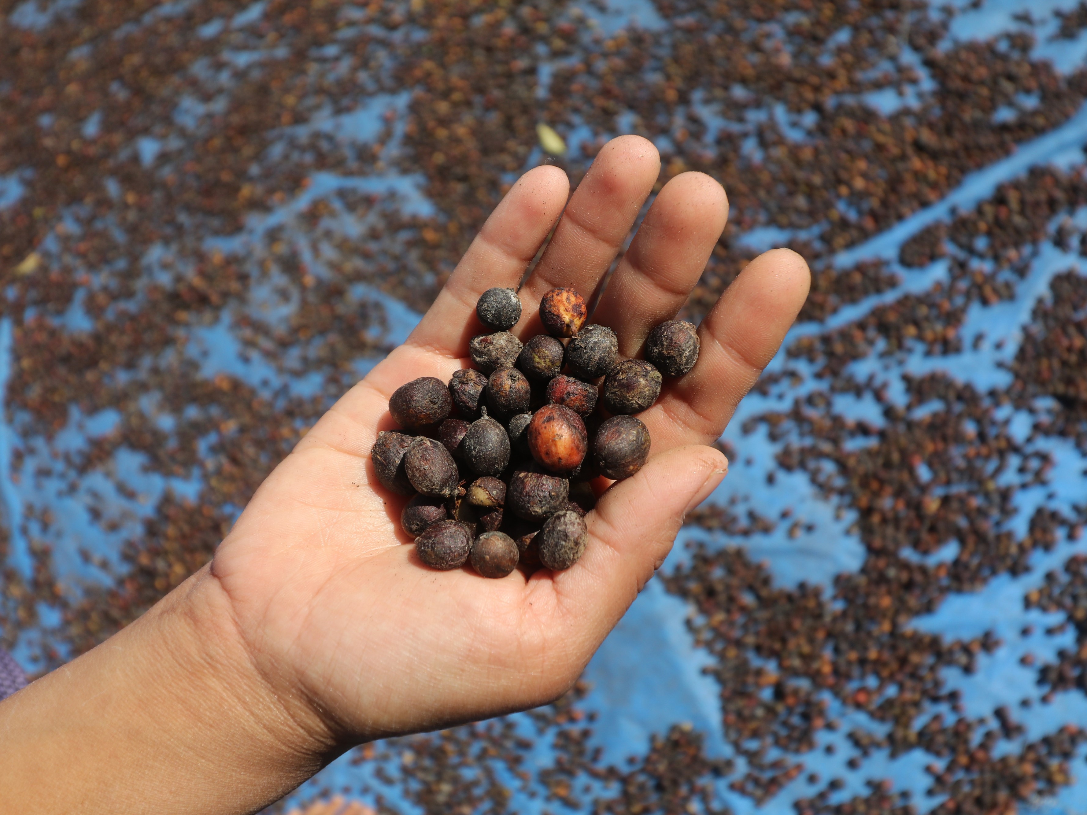 Jawa Timur Ekspor Produk ke Korea Selatan dan Mesir