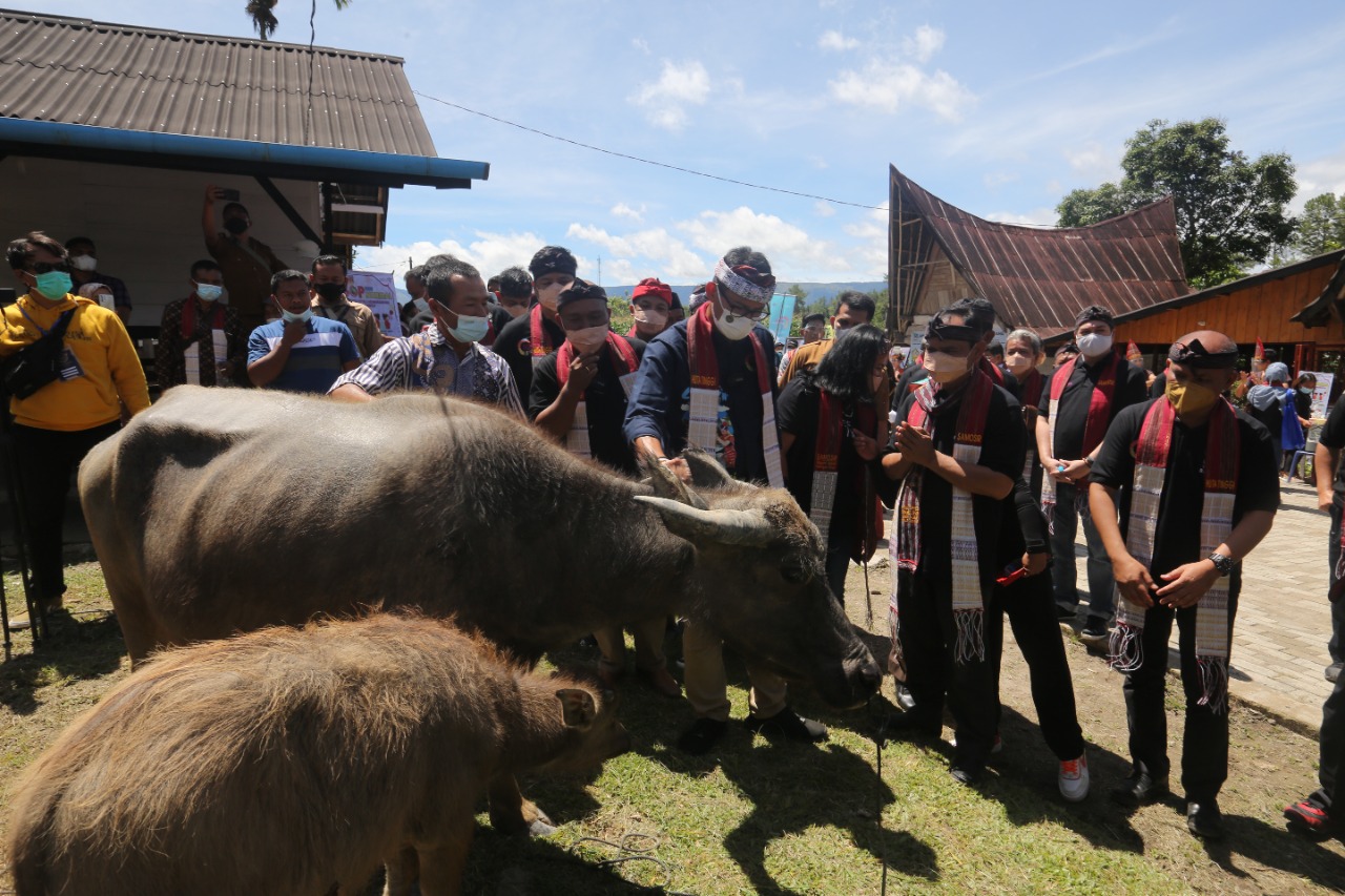 Dukung Desa Wisata Huta Tinggi, Sandiaga Sumbang Sepasang Kerbau 