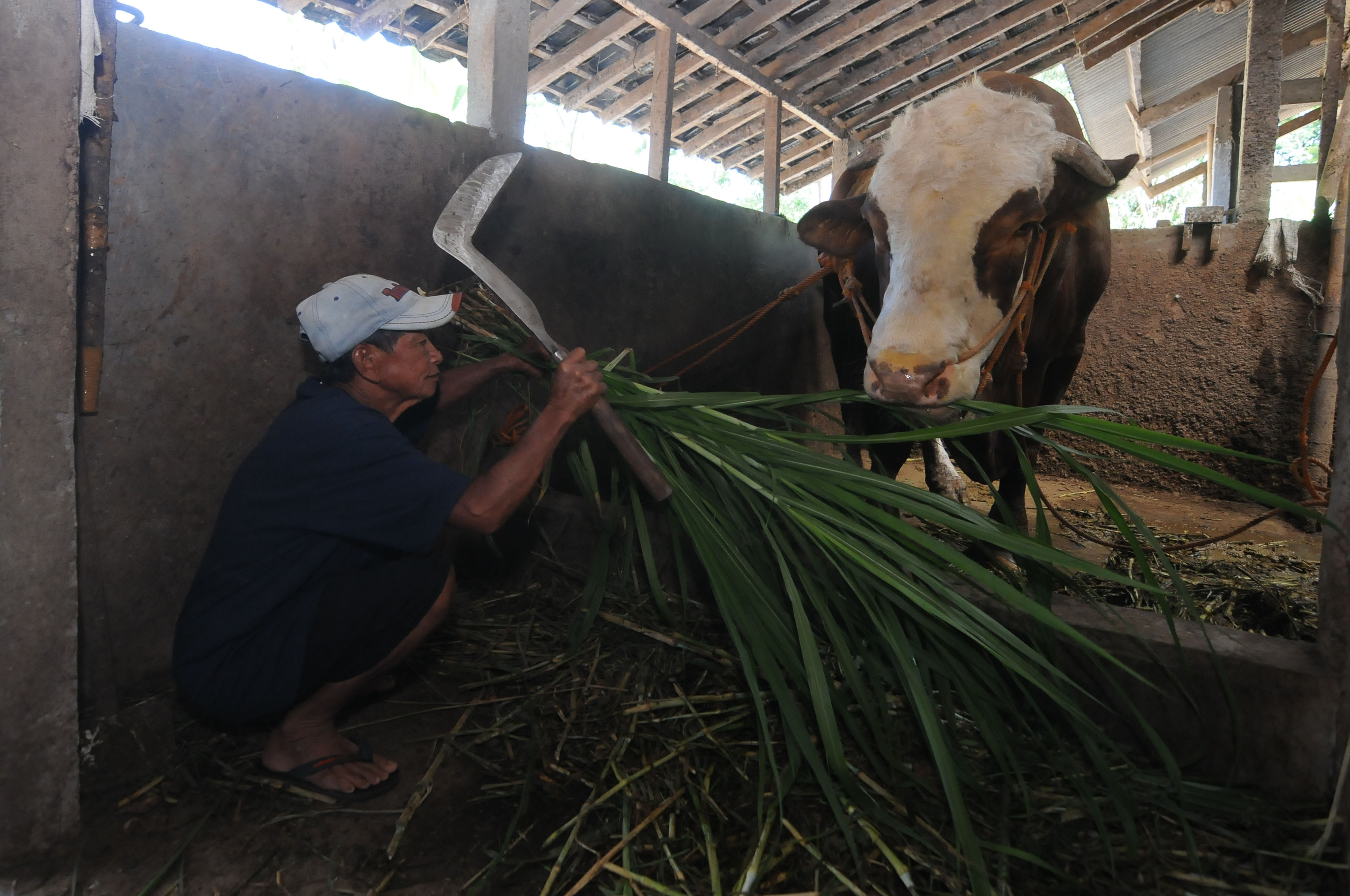 Ilustrasi peternak sapi