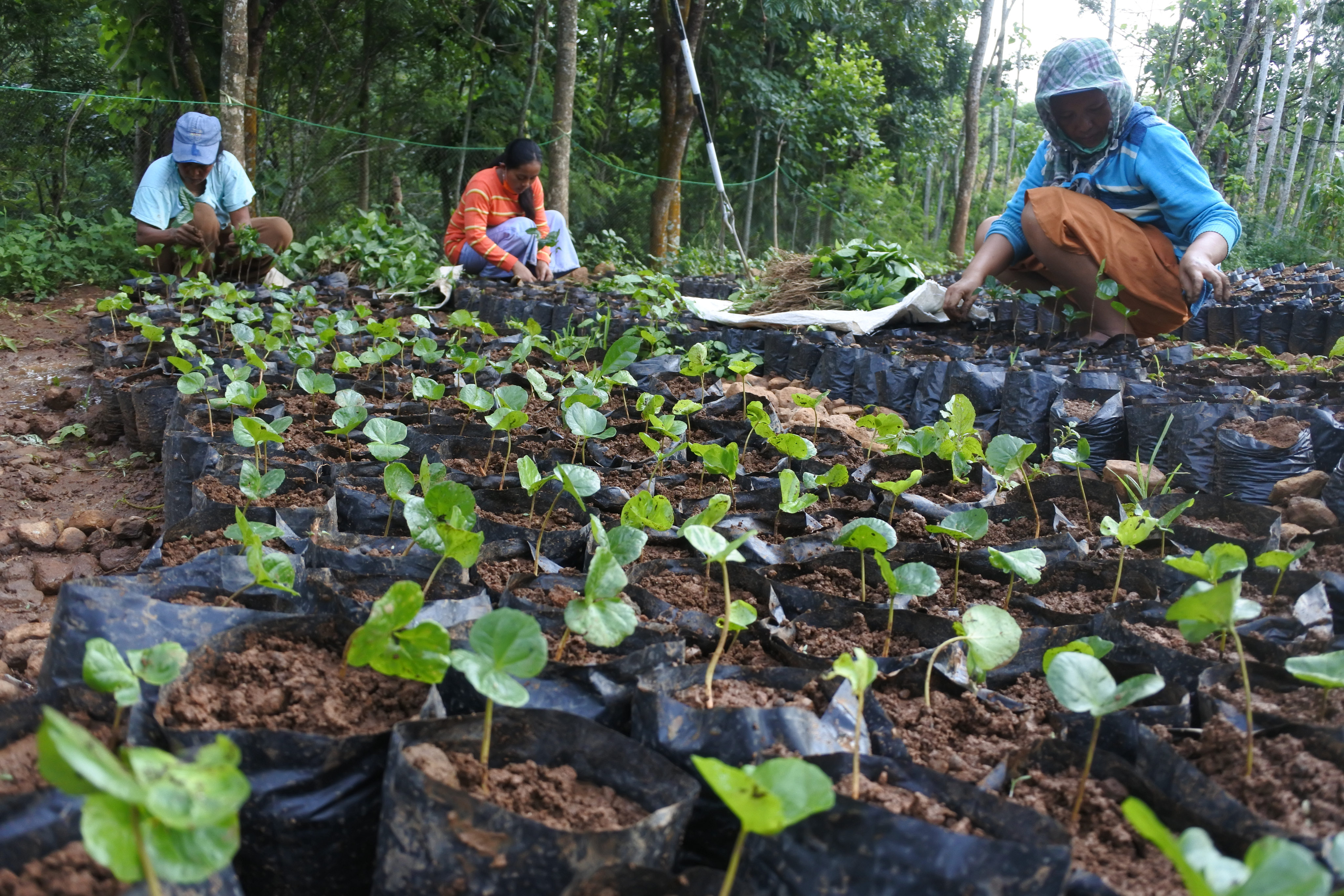 Kopi Arabika Mulai Ditanam di Puncak Meratus