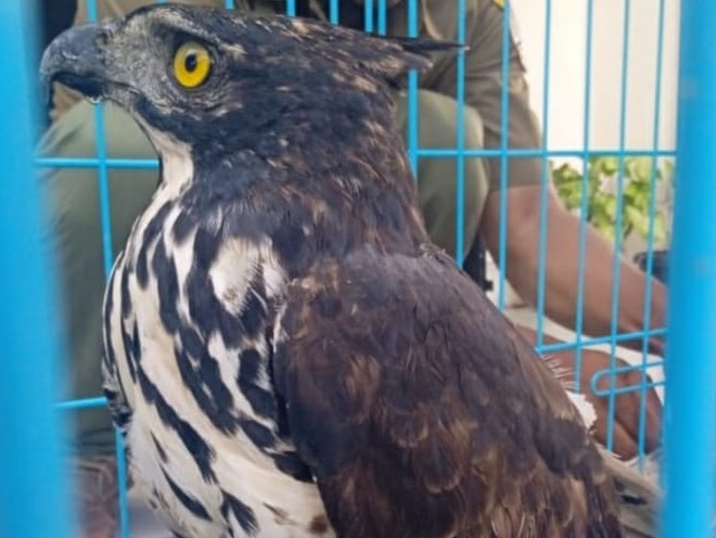 Seekor elang brontok yang dilepasliarkan di Cagar Alam Dolok Sipirok, Sumatra Utara.