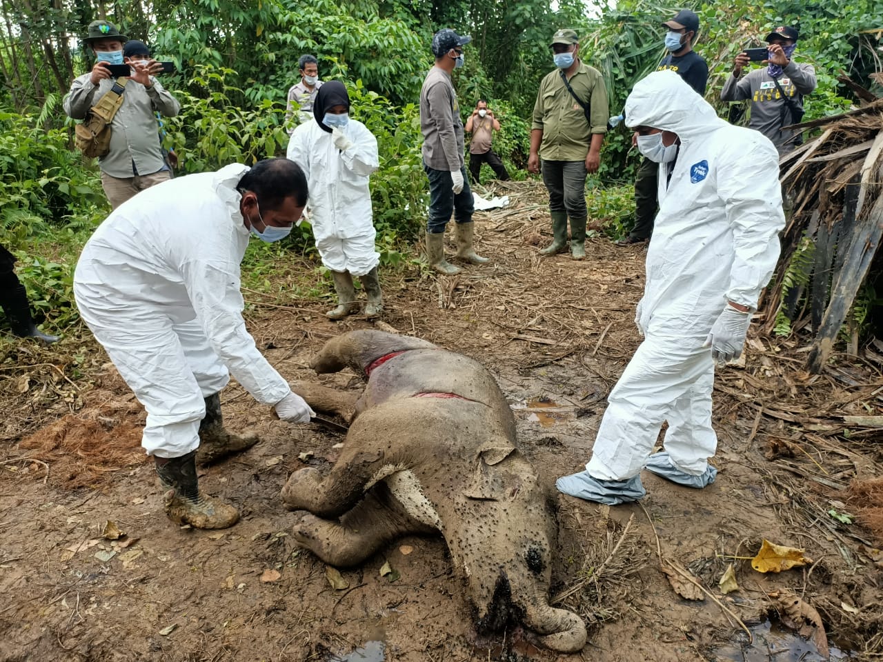 Petugas memeriksa anak gajah yang tewas di lahan sawit, di Aceh Jaya.