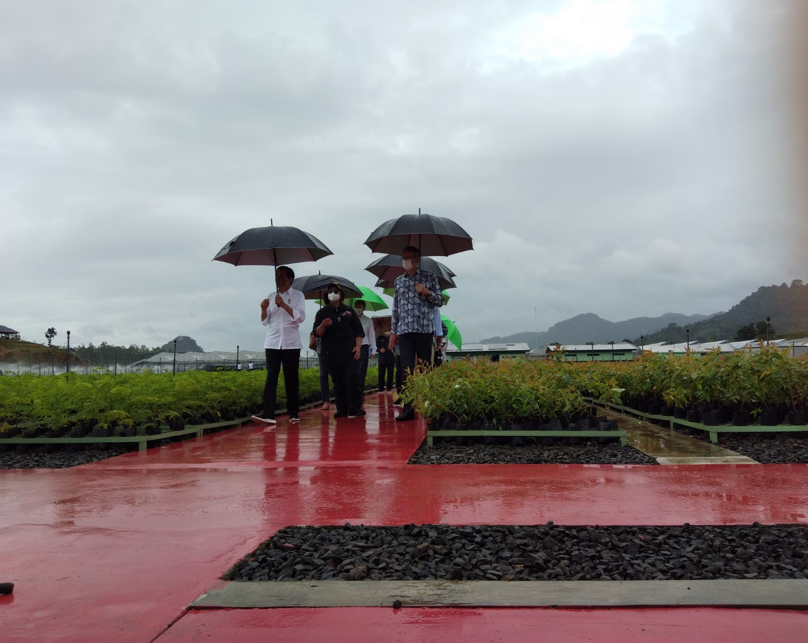 Joko Widodo bersama sejumlah duta besar negara sahabat berkunjung ke pusat persemaian pertama milik Indonesia di Rumpin, Bogor, Jabar.