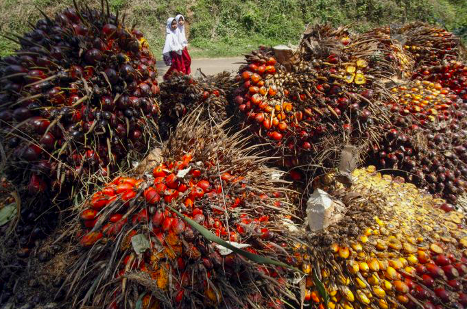 Penelitian dan Pengembangan Sawit Tingkatkan Nilai Tawar Indonesia