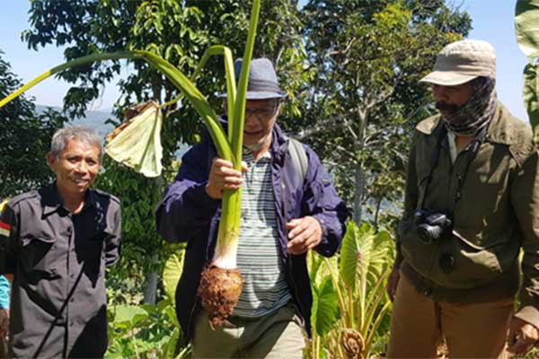 Dr Wawan Gunawan memegang talas semir hasil panen umur tanam 8 bulan yanng memiliki batang ramping dan berwarna hijau
