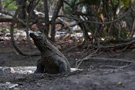 Seekor komodo berada di Pulau Rinca, kawasan Taman Nasional Komodo, Nusa Tenggara Timur. 