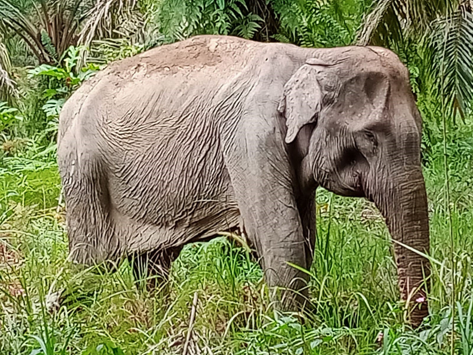 Sempat Diobati, Gajah Liar Betina Sakit Ditemukan Mati