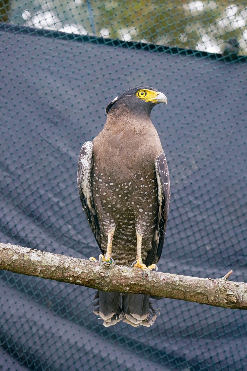 PELEPASLIARAN: Elang -Ular Bido