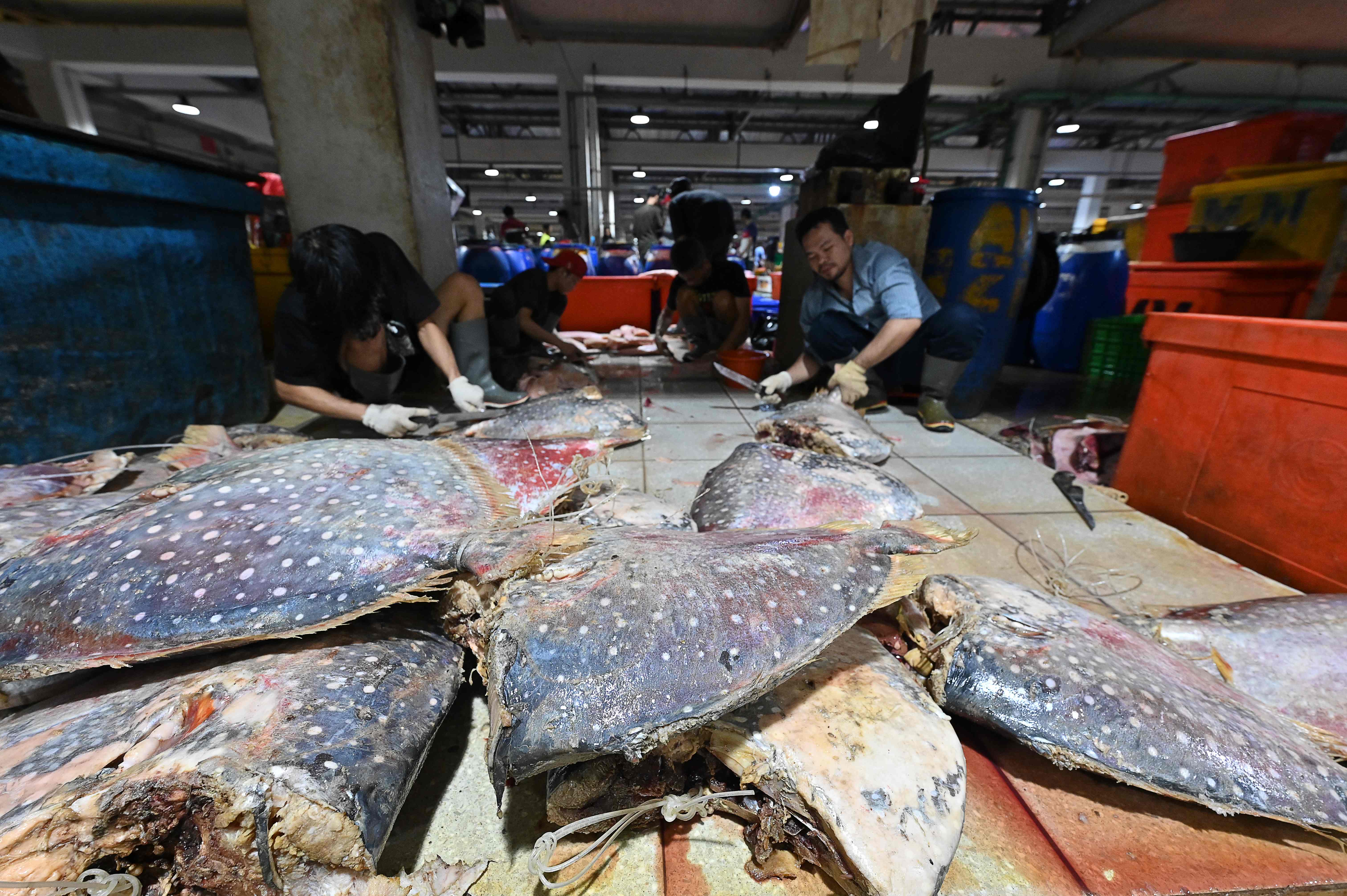 Ikan Sumber Protein, KKP Gencarkan Gerakan Makan Ikan 