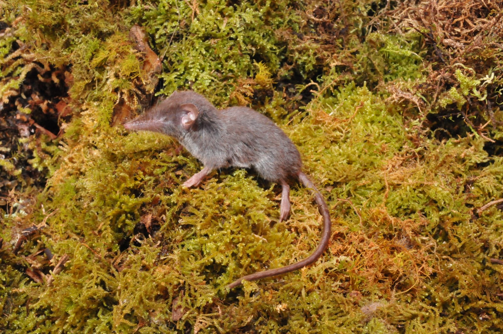 Crocidura caudipilosa, salah satu celurut baru yang ditemukan. 