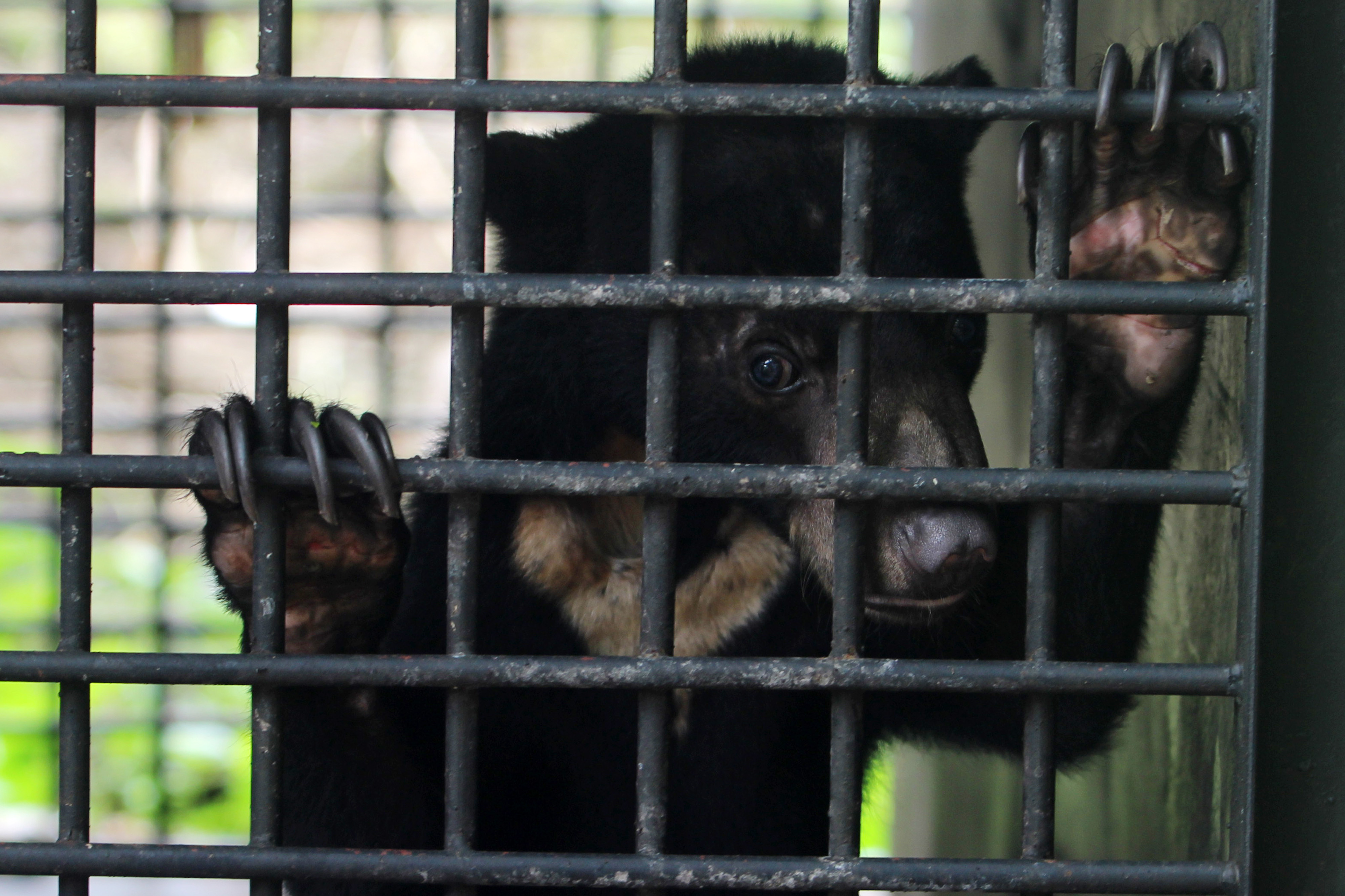 Beruang madu (Helarctos malayanus).