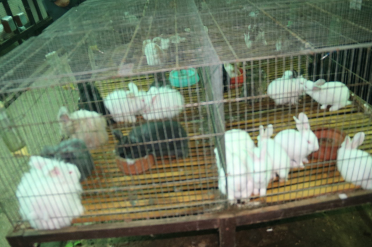  Ilustrasi. Kelinci hias