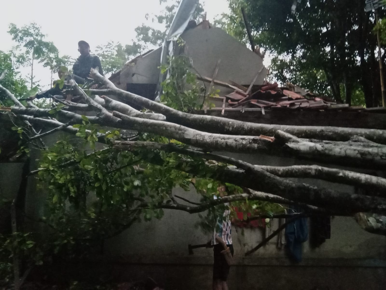 Rumah warga di Kampung Balepulang, Desa Cipada, Cikalongwetan, Kabupaten Bandung Barat, tertimpa pohon yang tumbang akibat puting beliung.