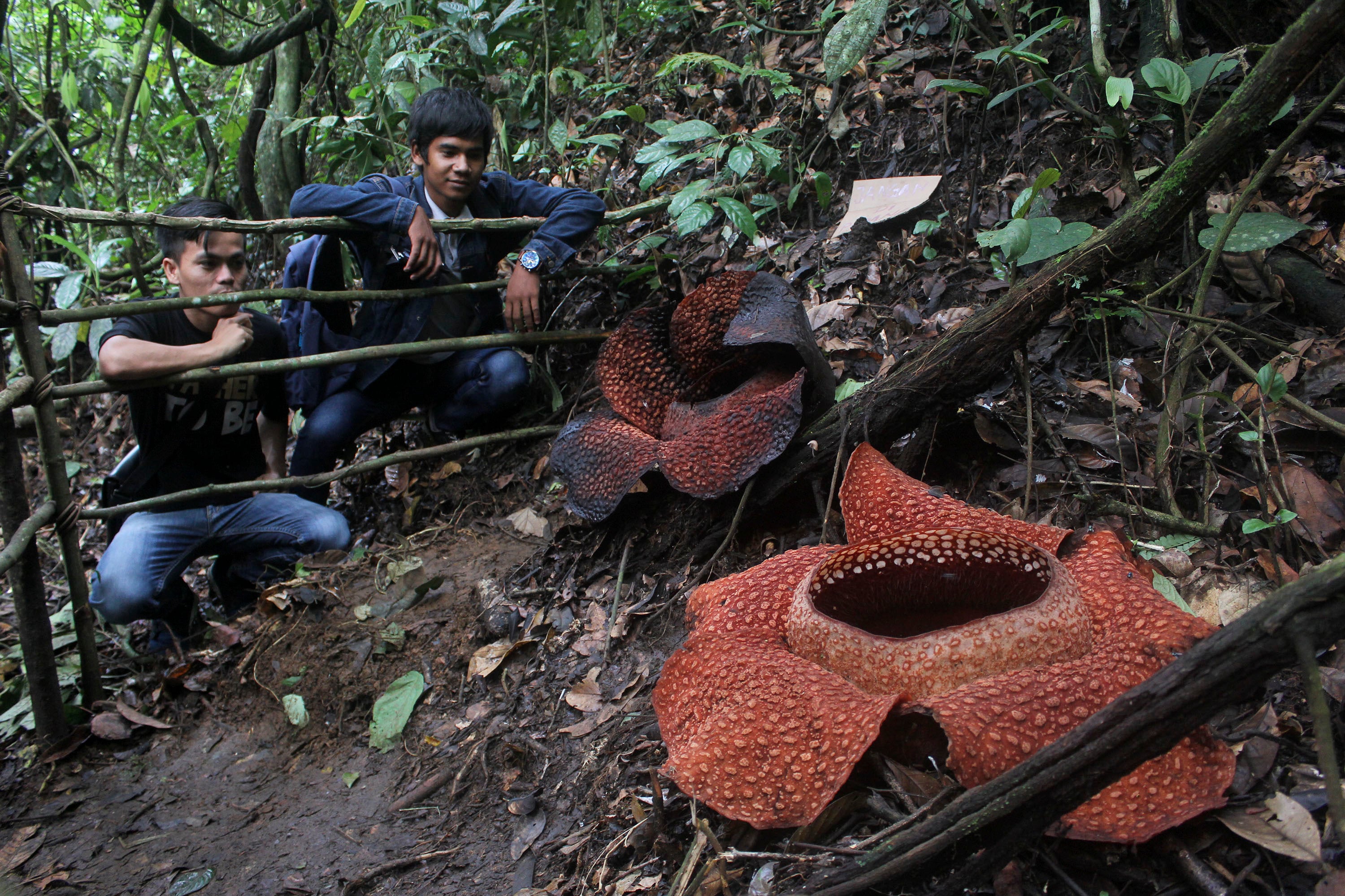 Pengunjung kawasan wisata Hutan Taba Penanjung Kabupaten Bengkulu Tengah, Bengkulu menyaksikan bunga bangkai. 