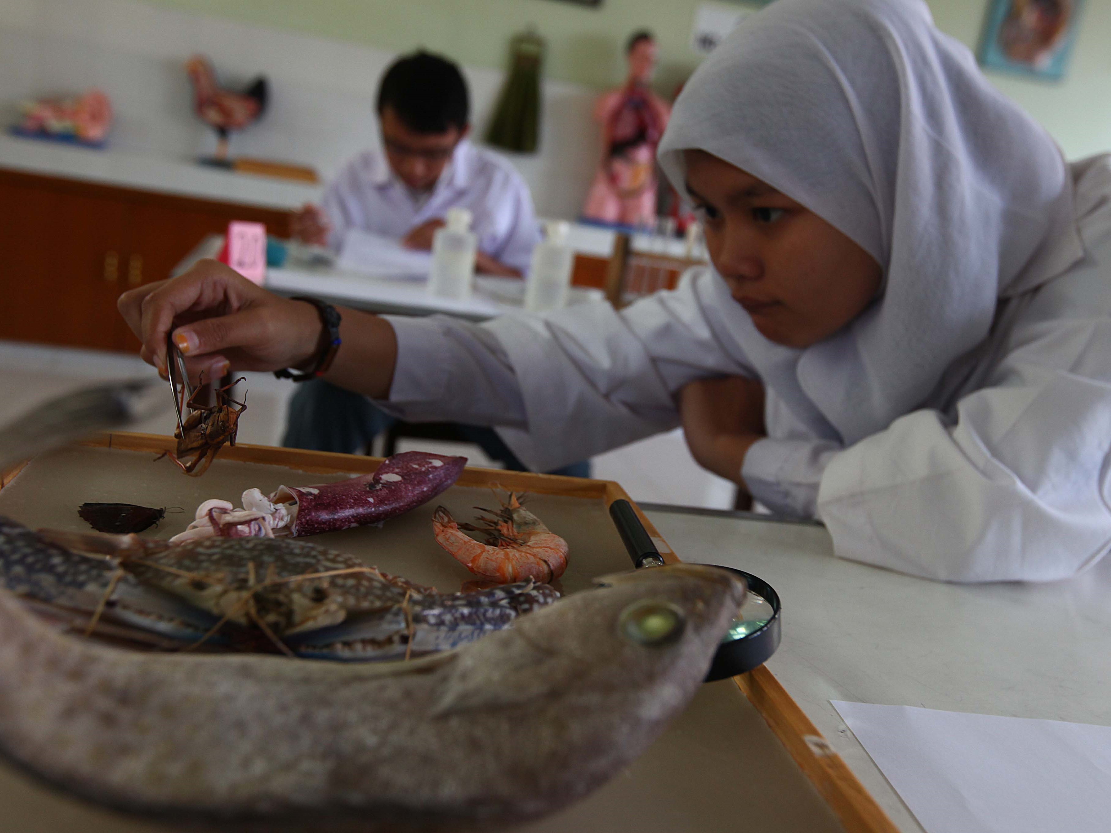 Seorang siswi SMAN 1 Bekasi mengamati jenis hewan untuk mengetahui klasifikasi hewan dalam ujian praktik biologi.