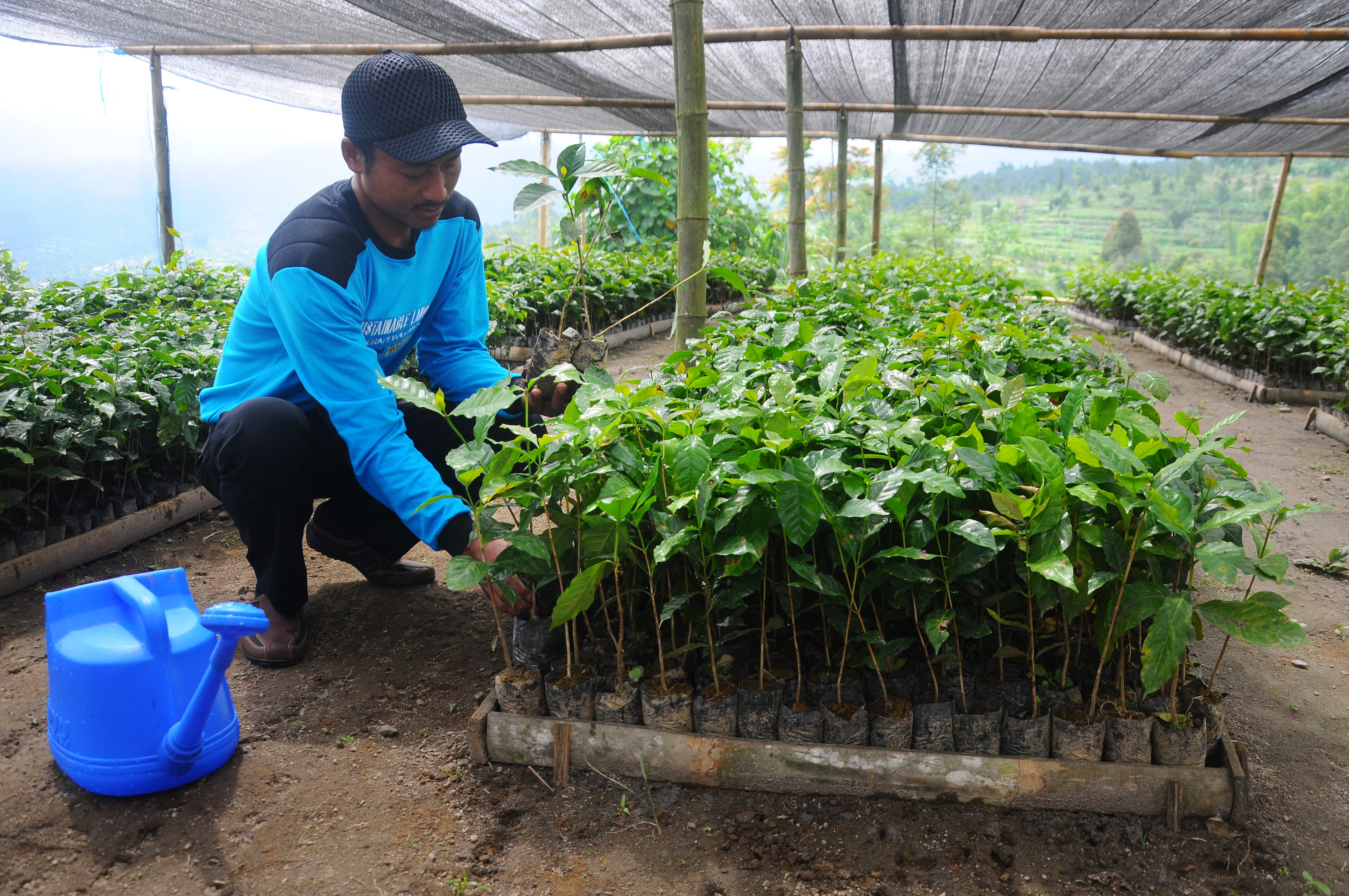 Pemilahan bibit kopi arabika untuk ditanam di kawasan agroforestry hutan Merapi wilayah Tlogolele, Selo, Boyolali, Jawa Tengah.
