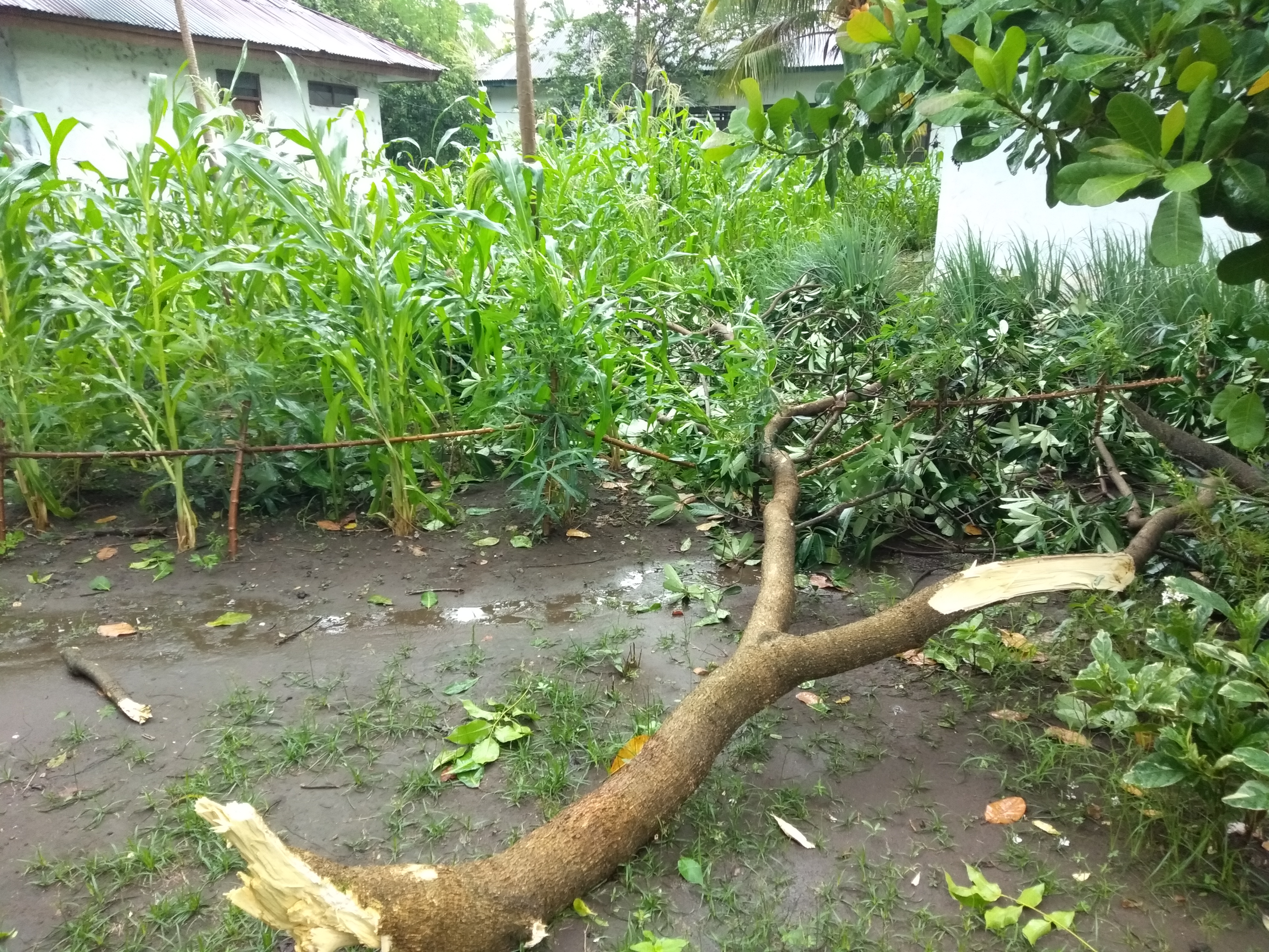Angin Kencang Tumbangkan Pohon dan Ganggu  Aliran Listrik di Lembata