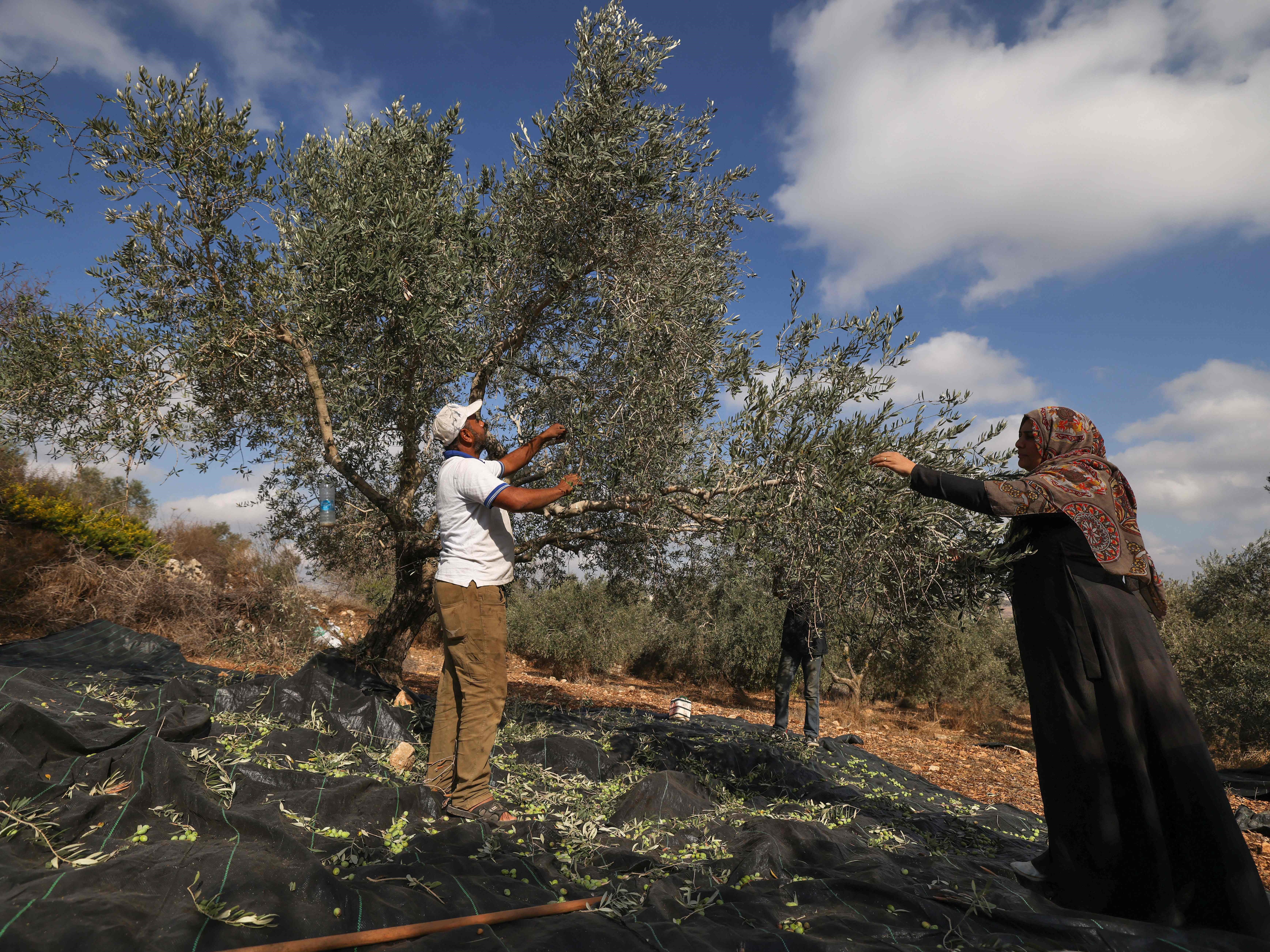 Israel Serobot Tanah Palestina untuk Bikin Jalan Khusus Pemukim