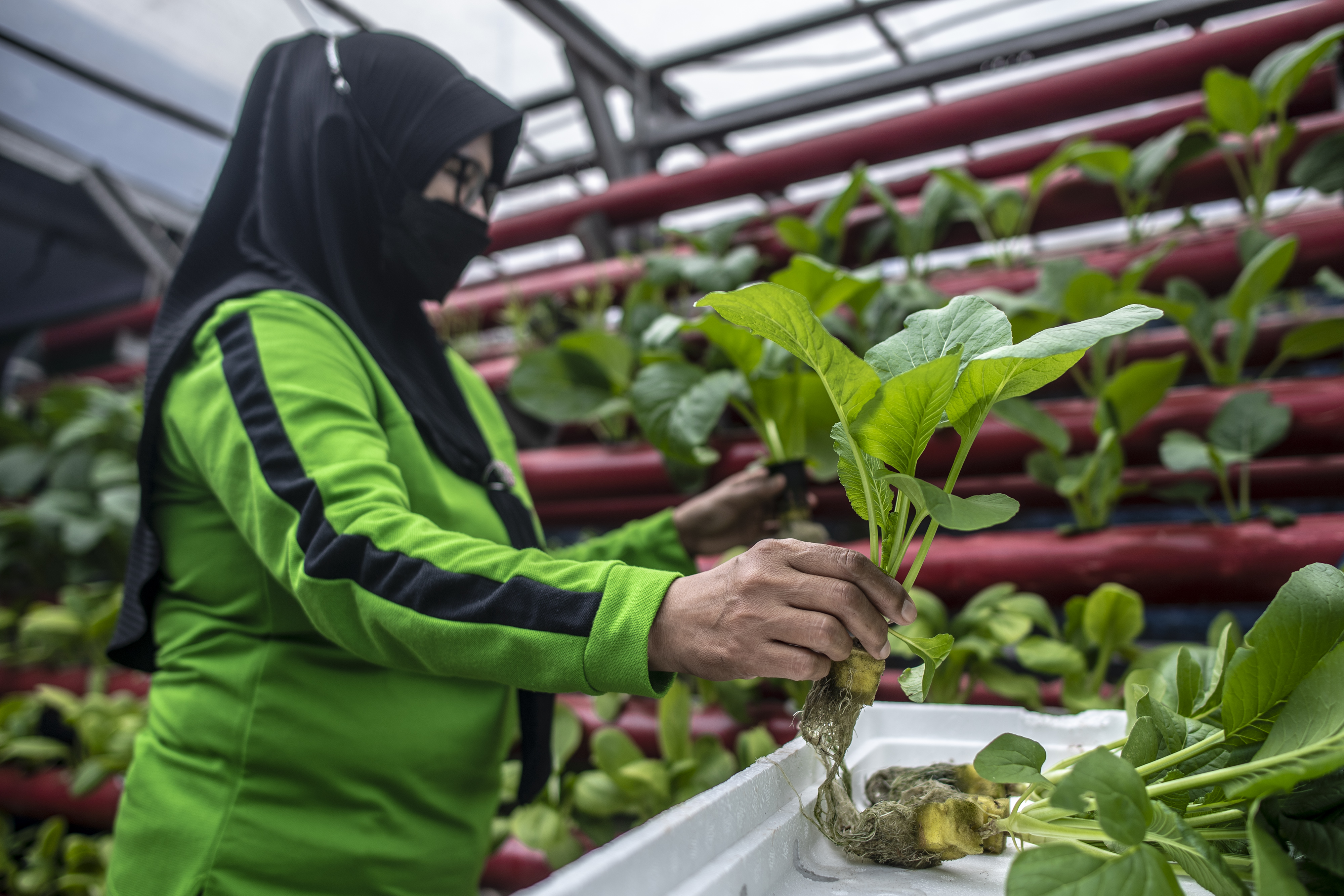 Warga panen sayuran hidroponik. Bank DKI dukung ketahanan pangan dengan memberi kredit Rp1,1 triliun pada RNI