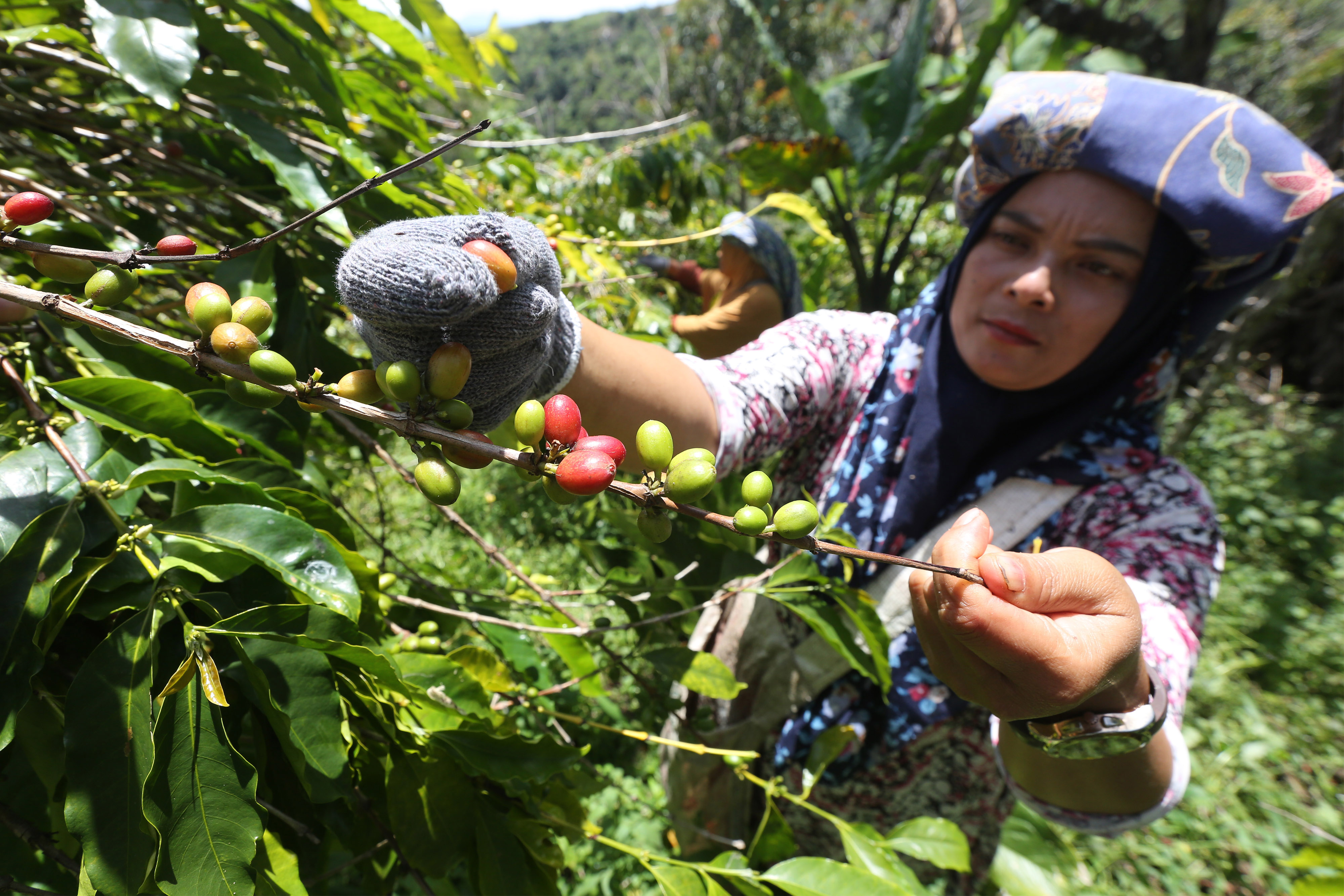 Petani memanen kopi arabika gayo di kebun UD.Tiara Global Coffee, Takengon, Aceh Tengah, Aceh, Kamis (16/9).