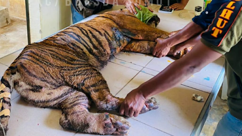 Harimau sumatera yang tertangkap di Desa Siundol Julu, Sosopan, Padanglawas, Sumatera Utara saat ini menjalani perawatan BKSDA. 