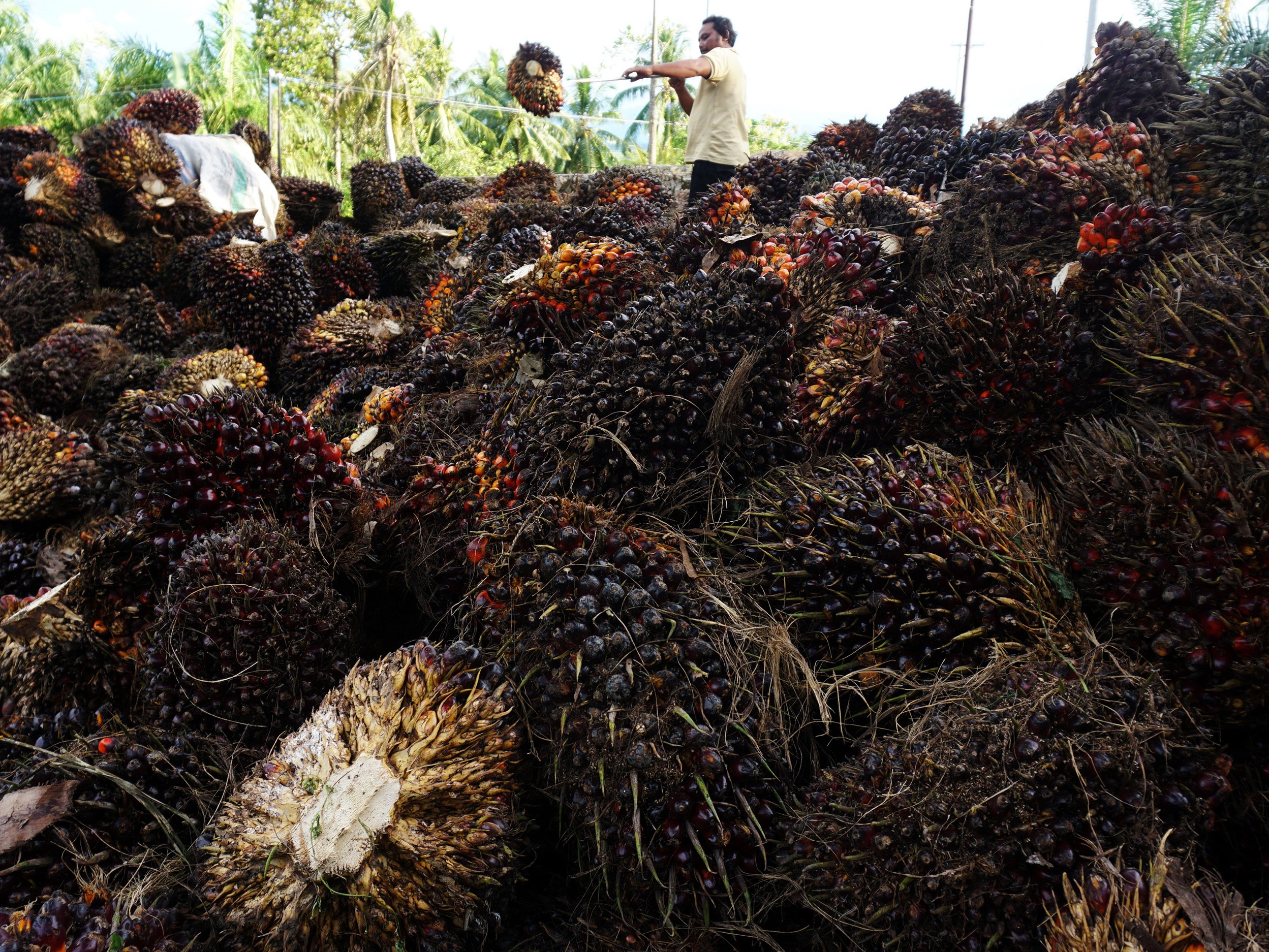 Pekerja mengumpulkan tandan buah segar (TBS) kelapa sawit di Mamuju, Sulawesi Barat, Minggu (14/11/2021). 