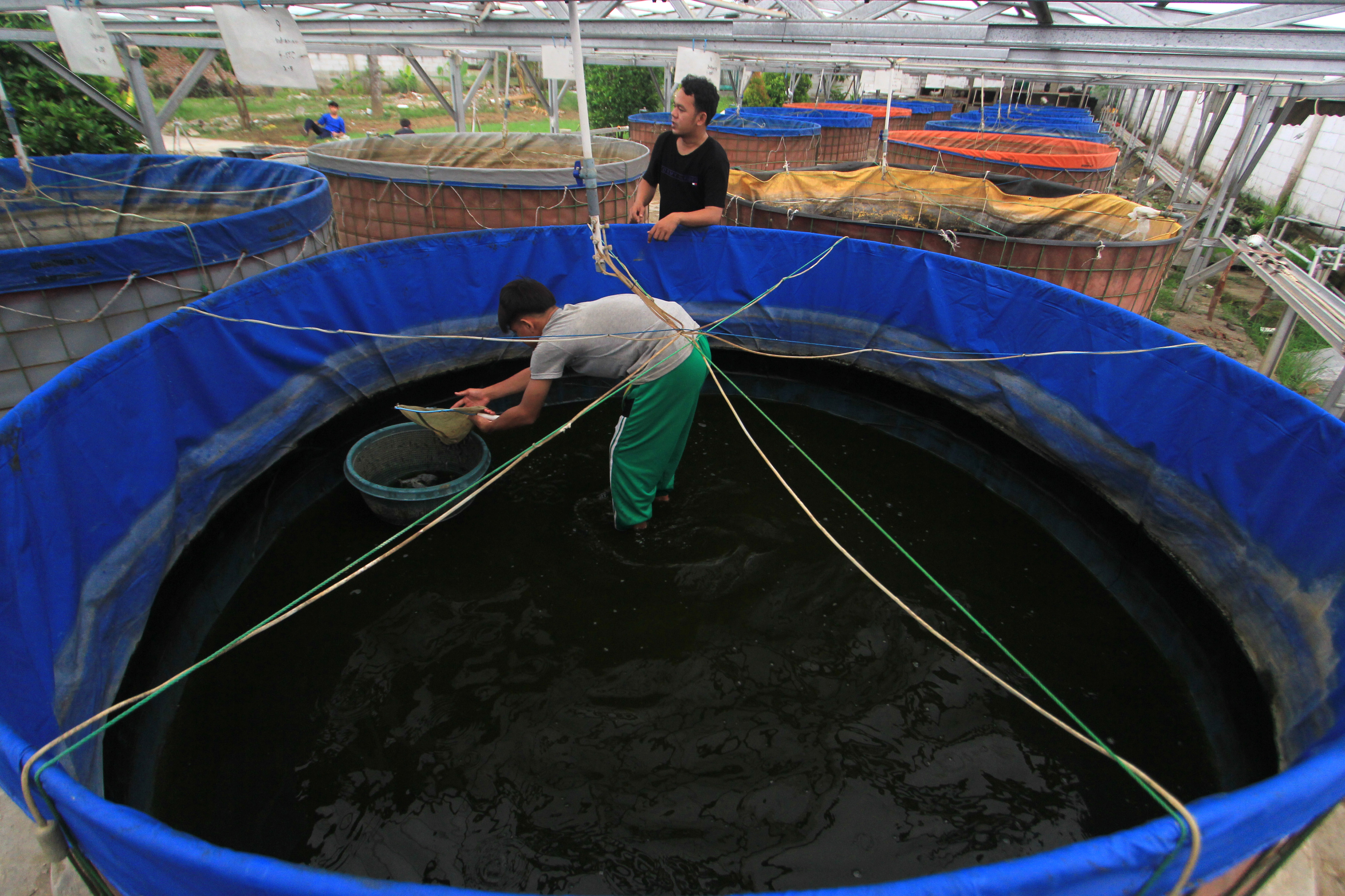  Santri menyortir bibit lele di pondok pesantren Darul Ma'arif Lohbener, Indramayu, Jawa Barat. 