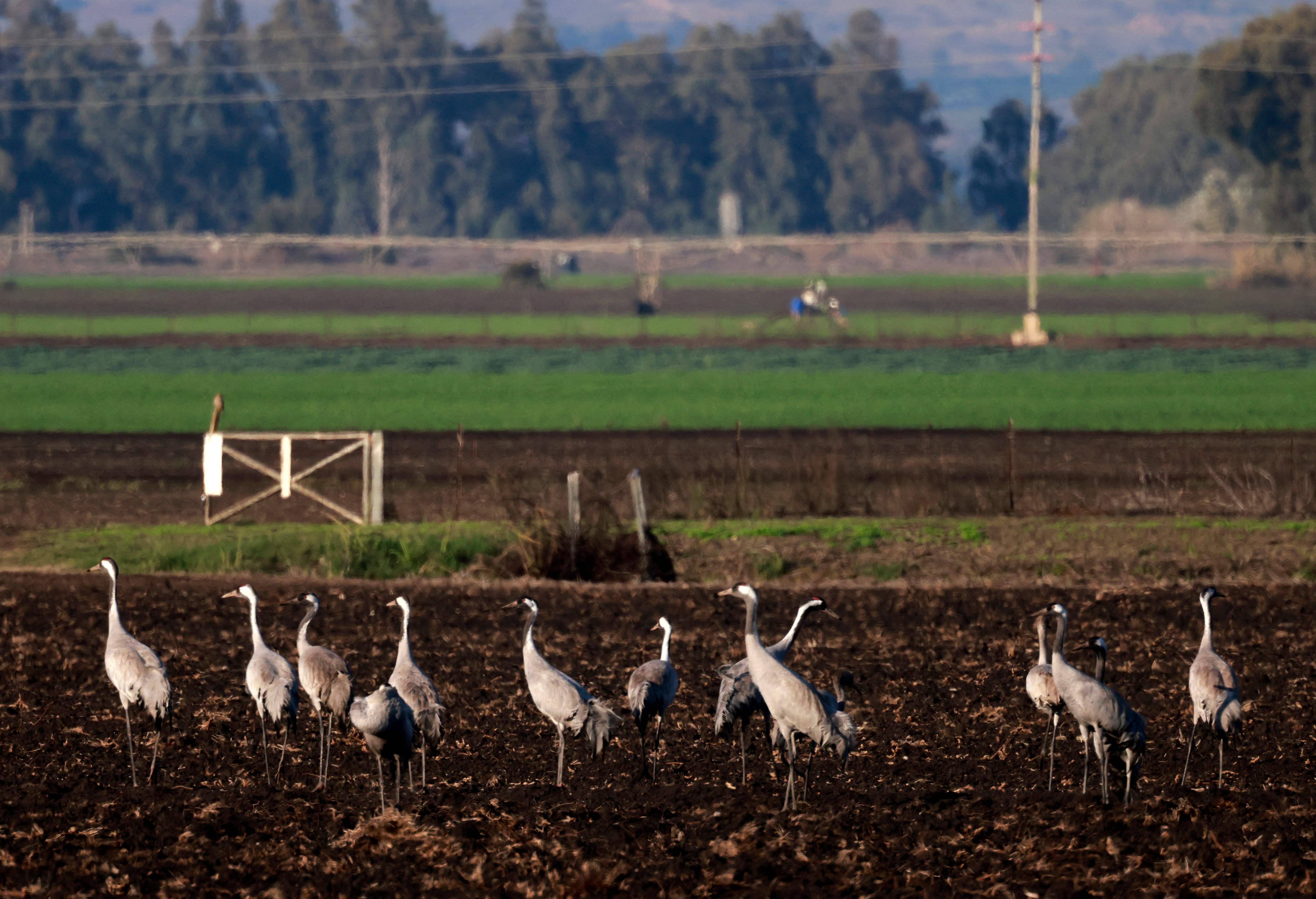 Burung bangau terlihat di Lembah Hula, Israel.
