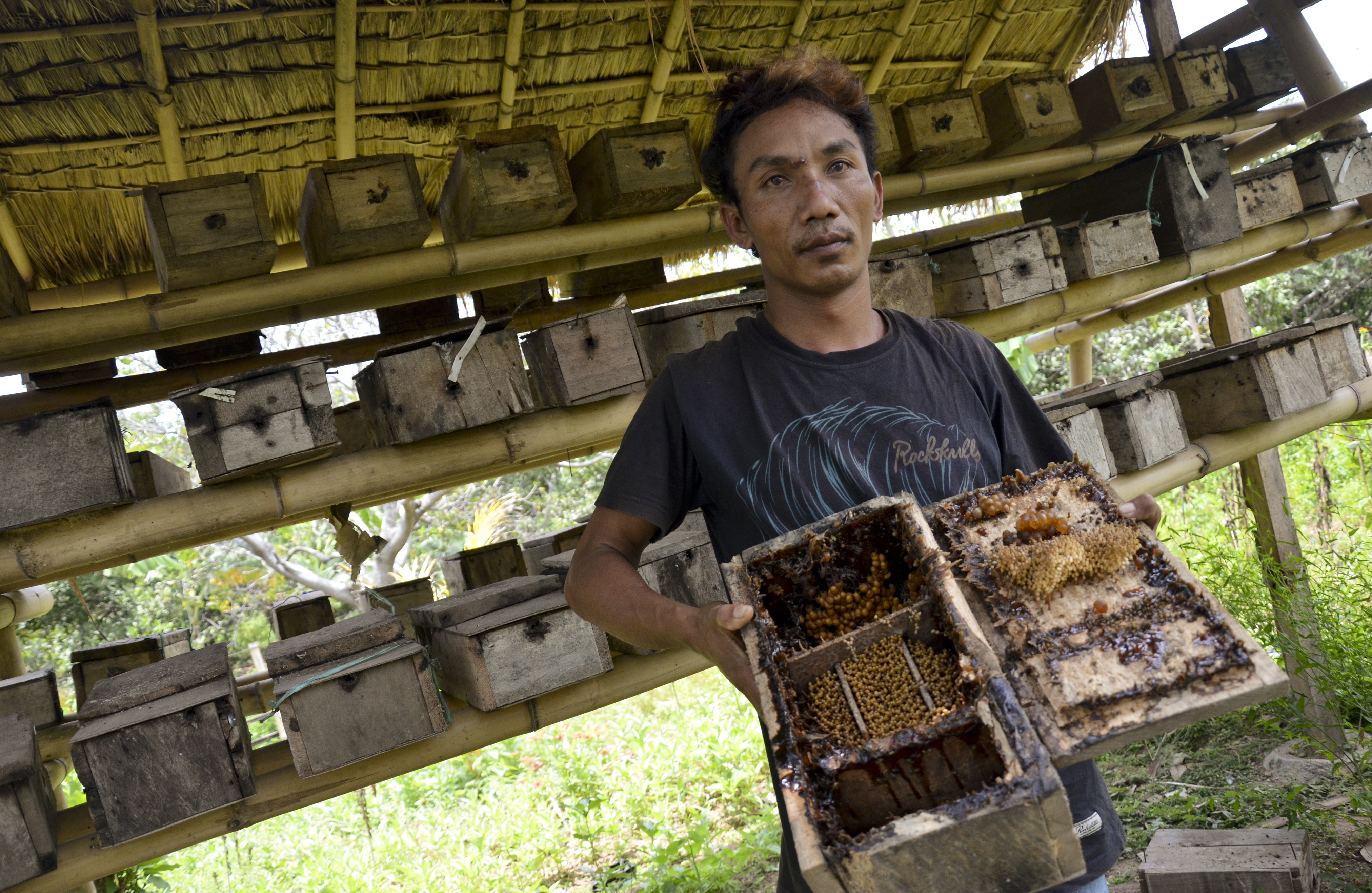 Seorang laki-laki menunjukkan lebah Trigona yang dibudidaya di Dusun Lendang Gagak, Desa Sukadana, Kecamatan Bayan, Lombok Utara, NTB.