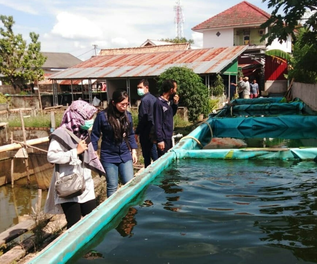 Budidaya lele yang dilakukan warga di kawasan Kampung Lorong Mari, Plaju, Palembang, Sumatra Selatan untuk gerakan kemandirian pangan.