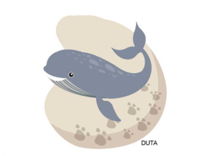 Ilustrasi: Ikan Paus. Nenek moyang ikan paus hidup dalam periode yang cukup panjang atau setidaknya hampir di seluruh zaman Dinosaurus.