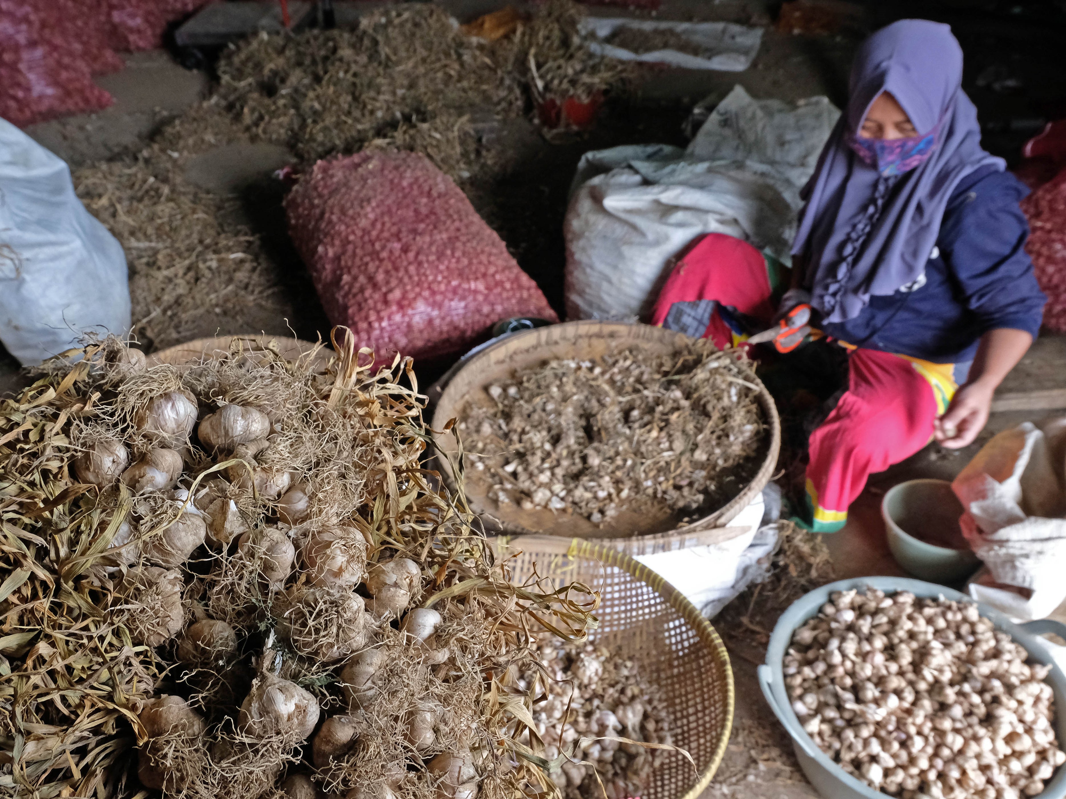 ekerja menyortir bawang putih varietas Lumbu Kuning di gudang penyimpanan bawang kawasan lereng Gunung Sumbing, Temanggung, Jateng.