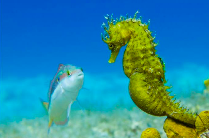 Salah satu contoh hewan ovovivipar, kuda laut.