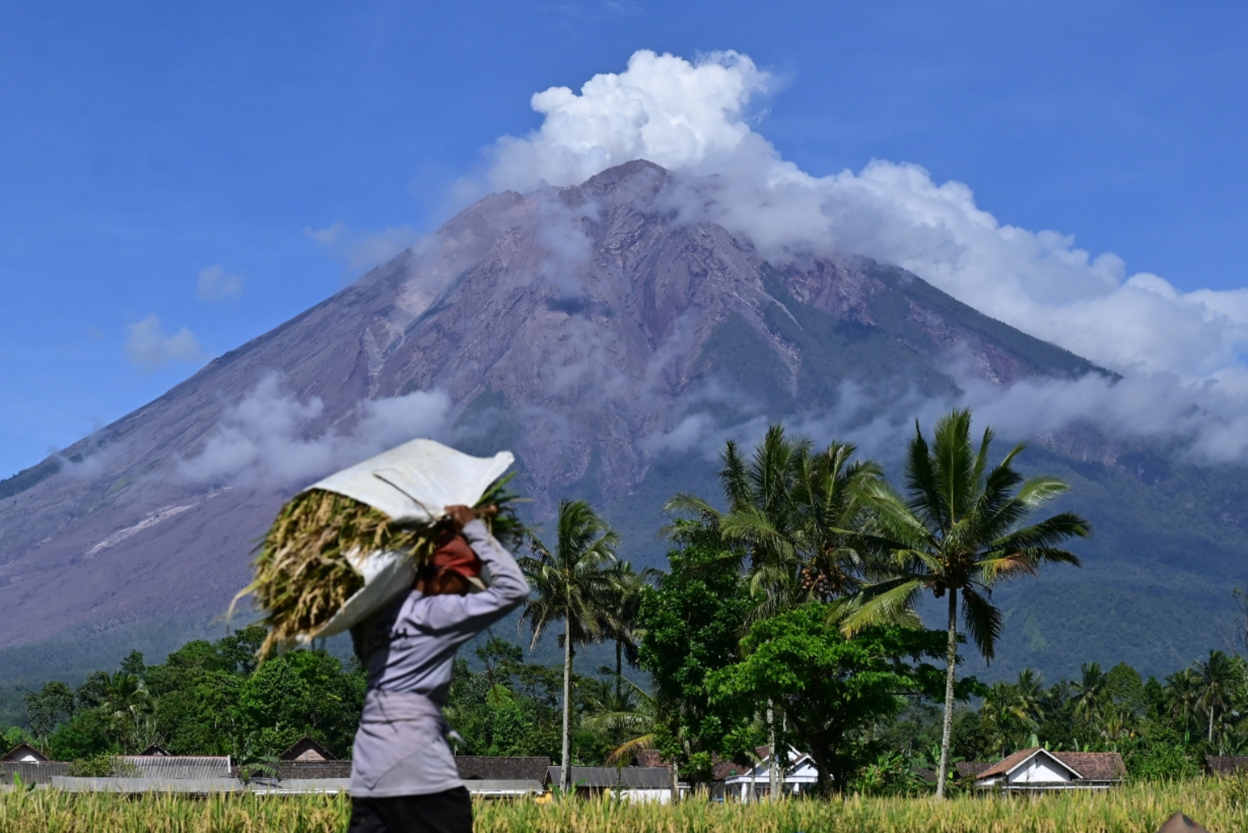Petani mengangkut hasil panen padi dengan latar belakang Gunung Semeru di Desa Sumber Mujur, Candipuro, Lumajang, Jawa Timur, Sabtu (11/12).