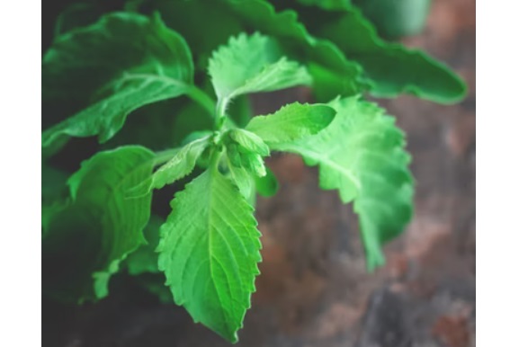 Selain Pelengkap Hidangan, Ini Cara Konsumsi Holy Basil