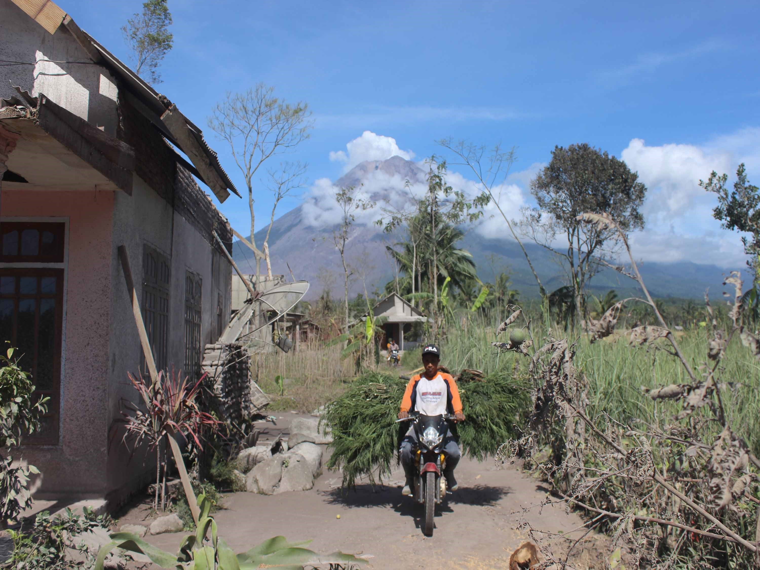 Penyintas bencana awan panas guguran Gunung Semeru sedang mengangkut rumput pakan ternak di Dusun Kajarkuning, Lumajang, Jatim.