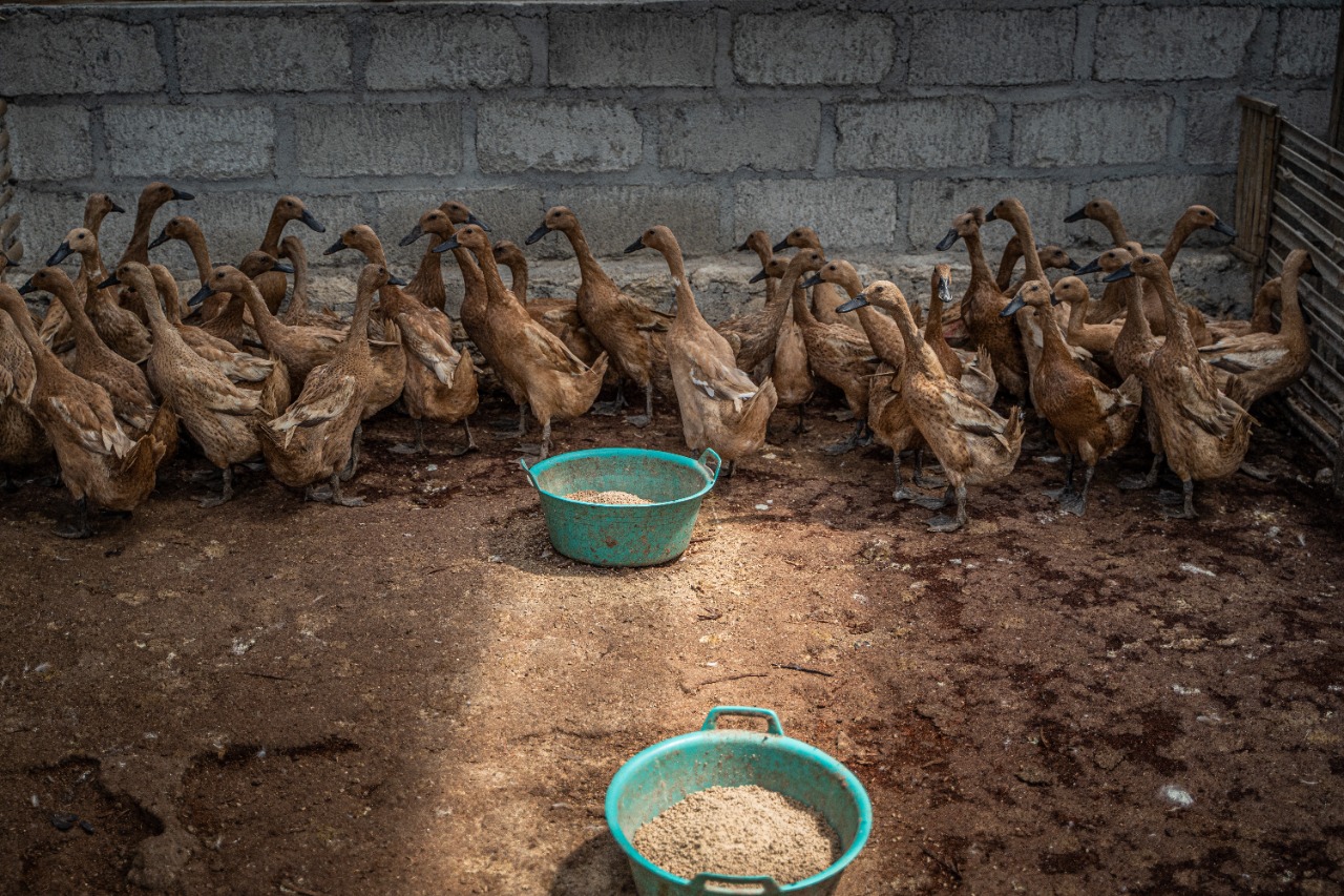 Ilustrasi. Salah satu peternakan bebek