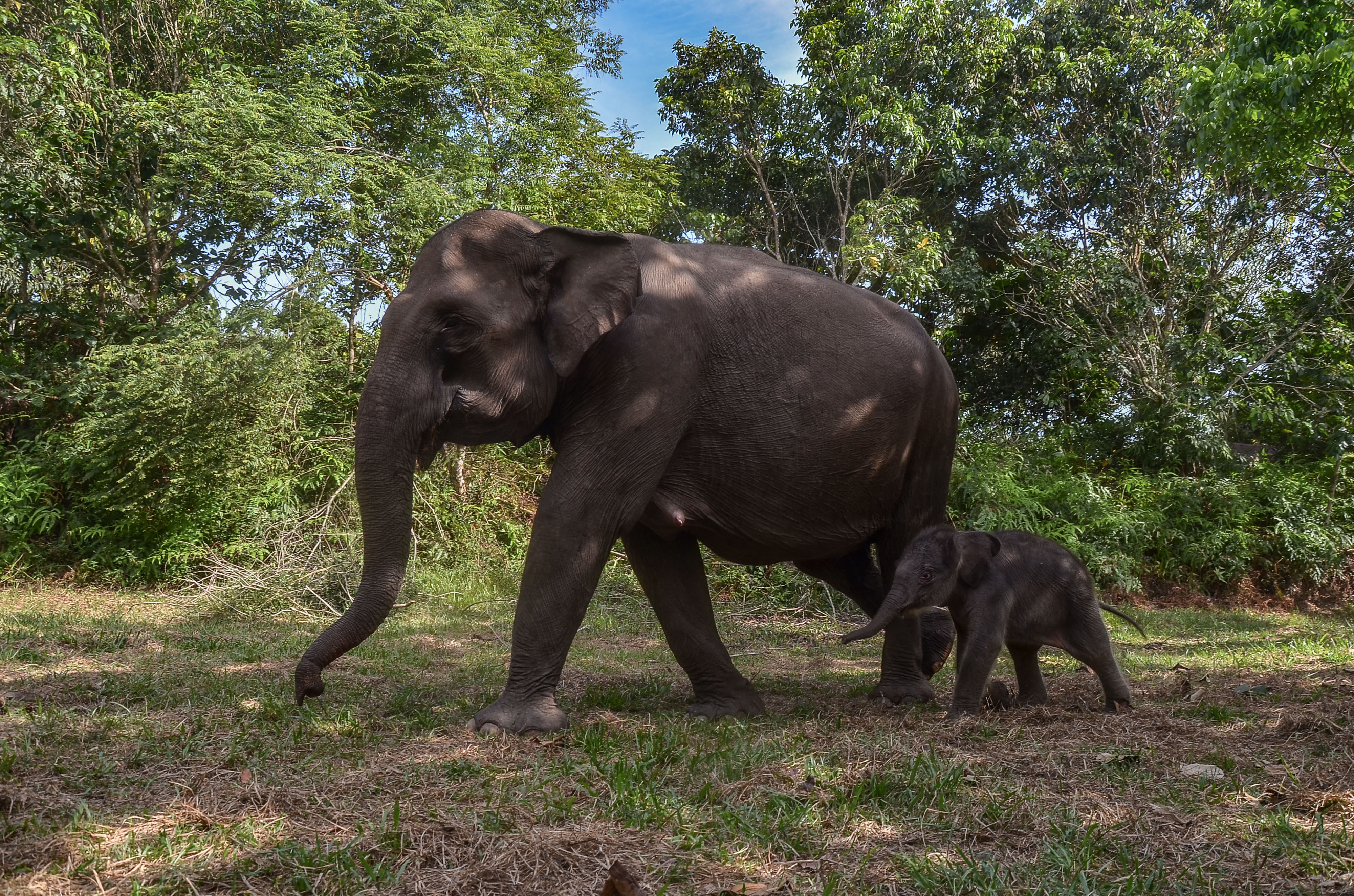 Bayi gajah sumatera (Elephas maximus sumatranus) bersama induknya di Taman Nasional Tesso Nilo Kabupaten Pelalawan, Riau